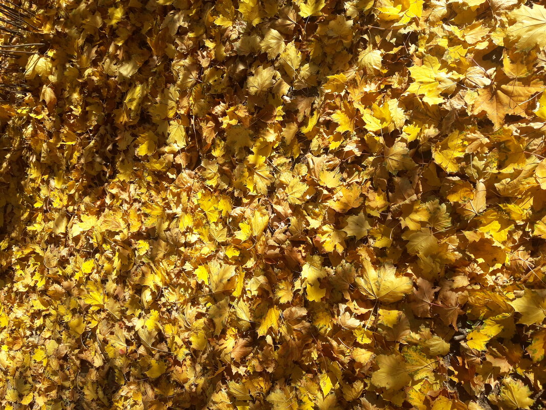 На ковре из жёлтых листьев - Yulia Raspopova