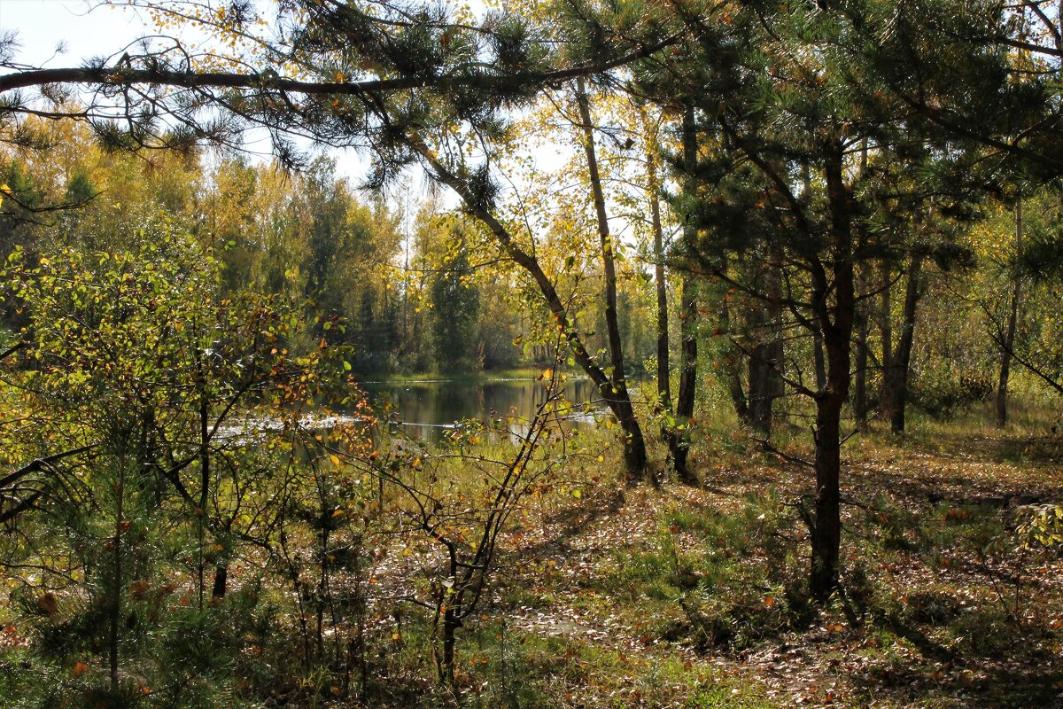 Мой Красноярск - Василий 