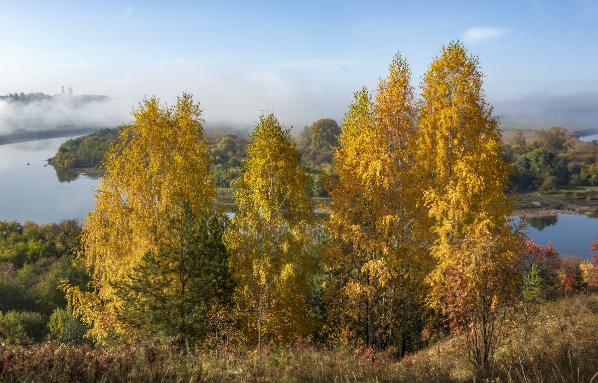 Золотые березки с видом на Сылву в утреннем тумане - Алексей Сметкин