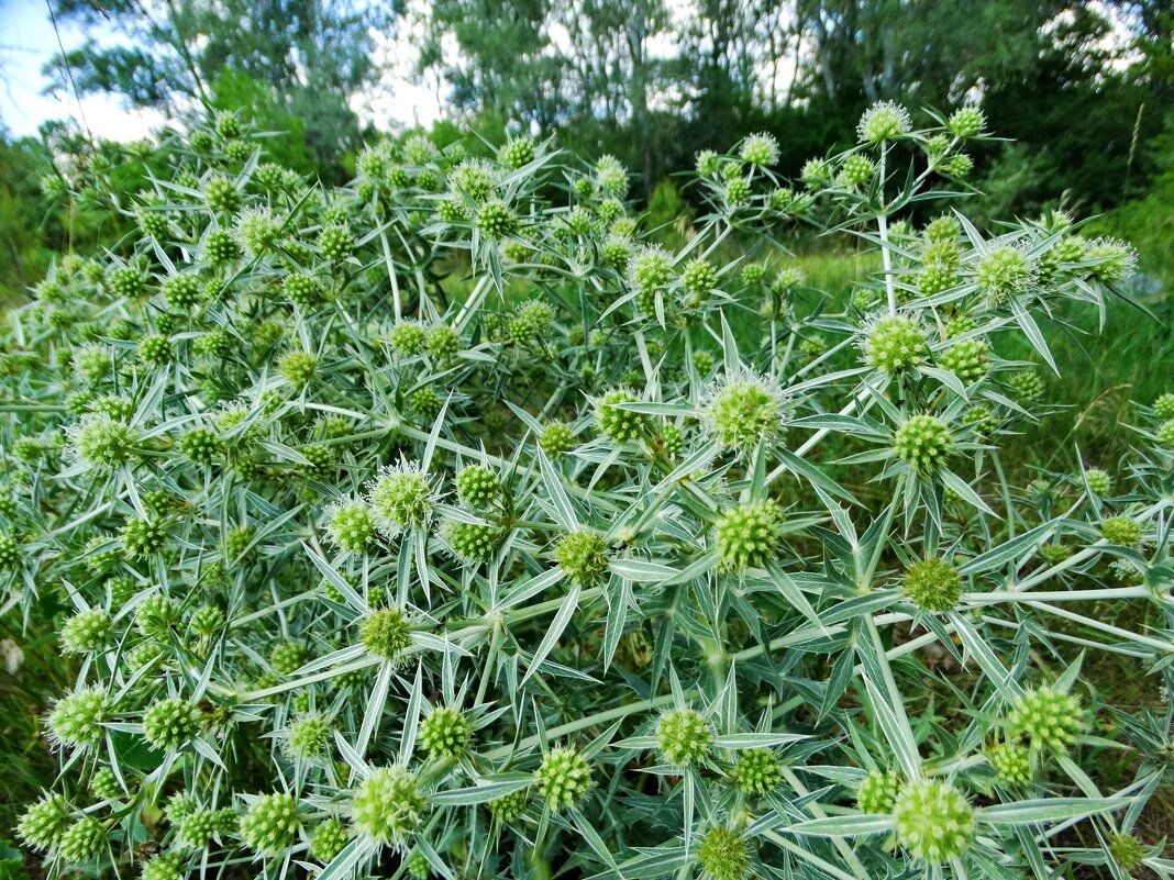 Eryngium campestre L. (семейство Apiaceae)Синеголовник полевой - ivan 