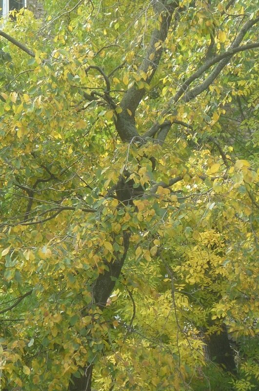 Осенняя мозаика под моим окном - Татьяна Юрасова