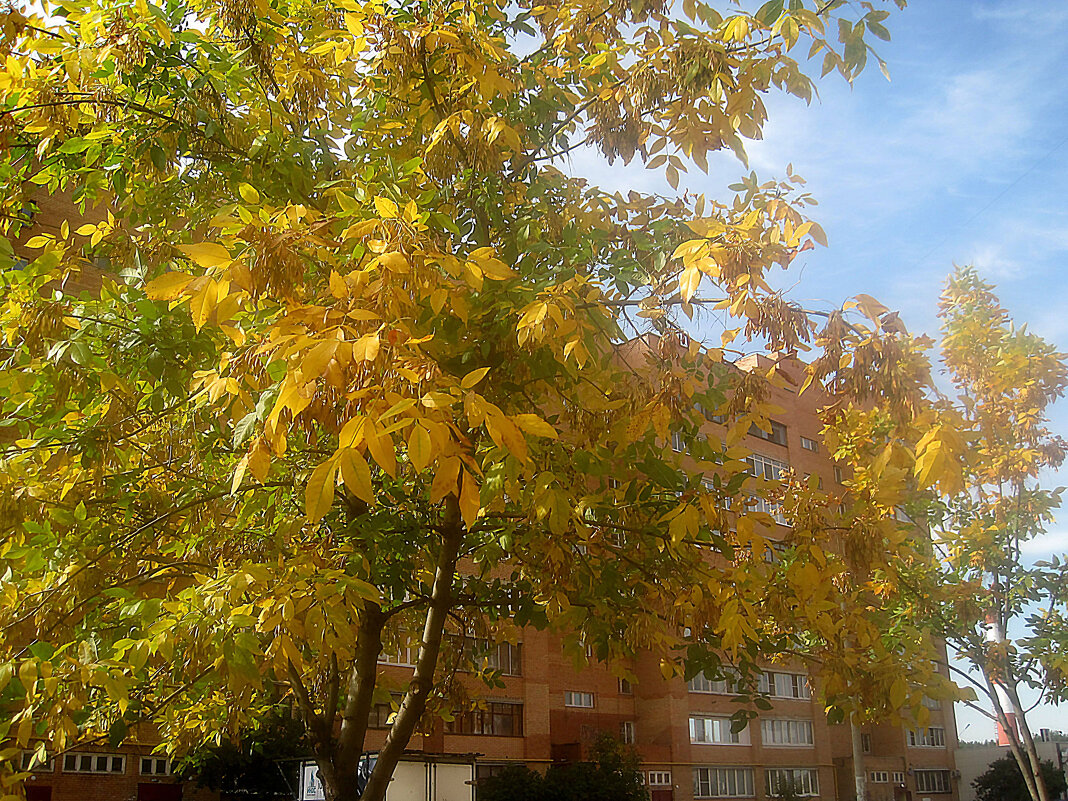 Осень в моем городе - Елена Семигина