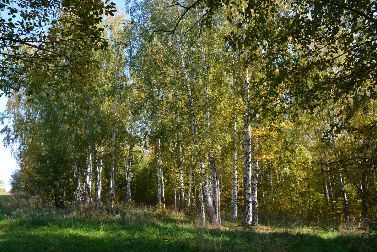 Осенний лес - Ольга 