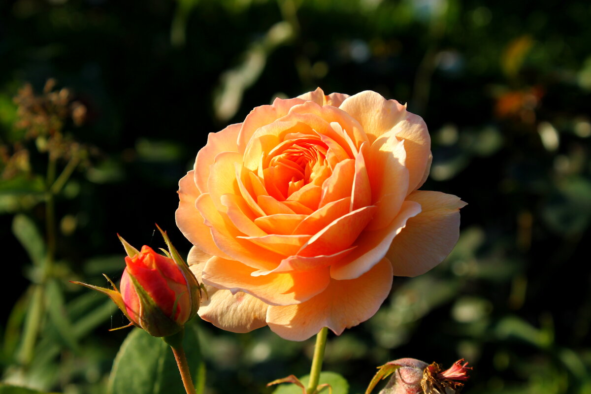 осенние розы - tamara kremleva