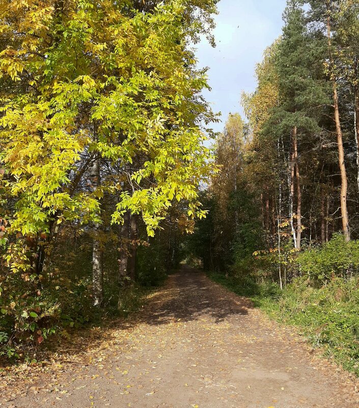 Последний день сентября. Лесопарк - Елена Павлова (Смолова)