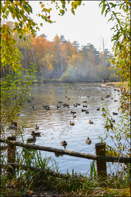 Озерко в Черняевском (Балатовском) парке. Пермь. - Олег Курочкин