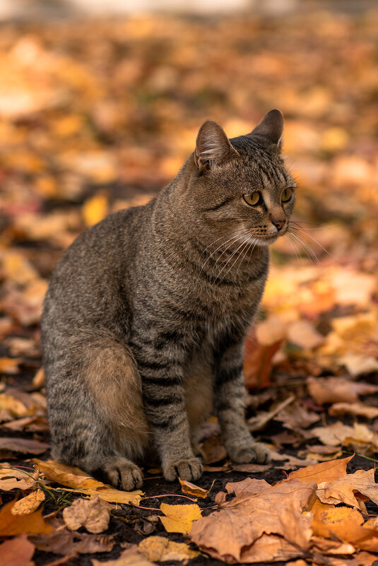 Осенний кот - Ильдар 