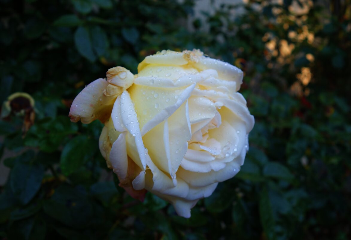 ...дерзкие нежные розы Ещё продолжают цвести… - Galina Dzubina