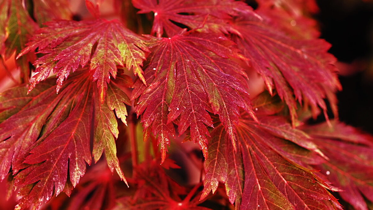 Осенний колорит - wea *