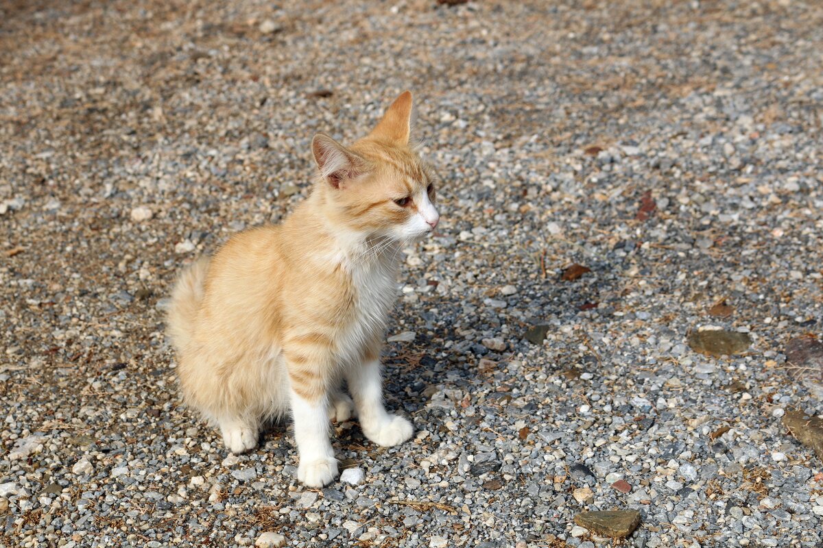 Критские кошки - Ольга 