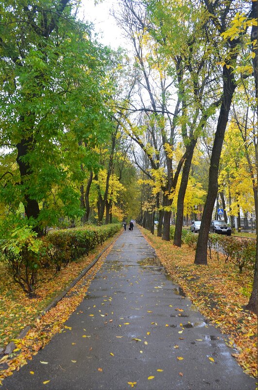 Осень как осень: ветрит, дождит, листопадит... - Владимир Павлов