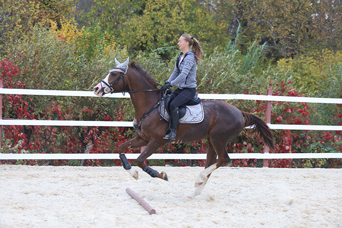 horse - Андрей Богданов АндиСтудия.РФ