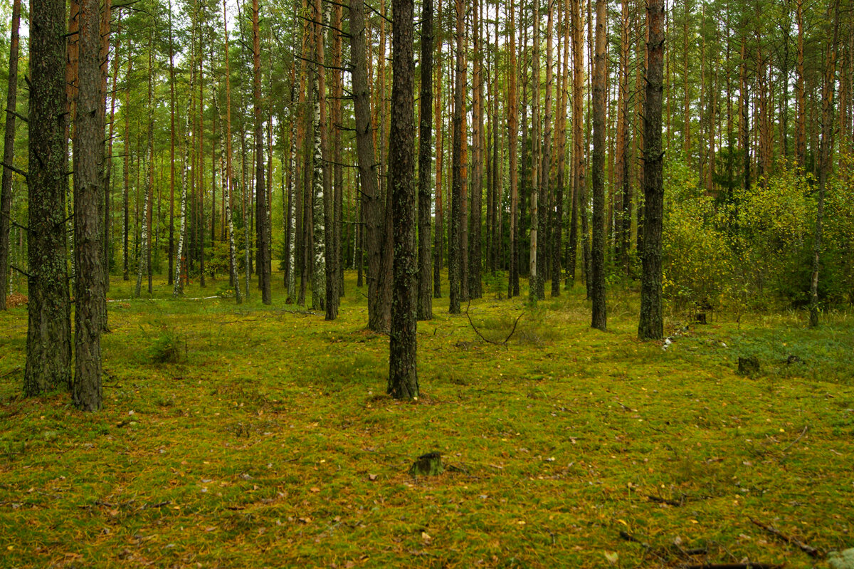 Леса в Могилевской области - Игорь Сикорский