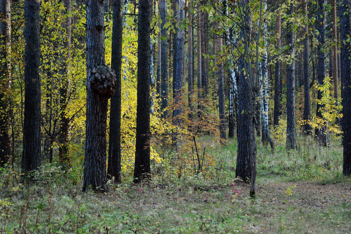 *** - Александр 