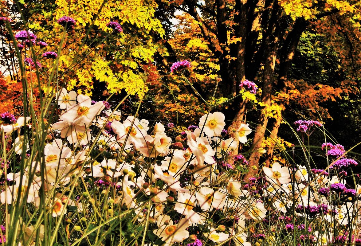 Осенние цветы в осеннем парке - Aida10 