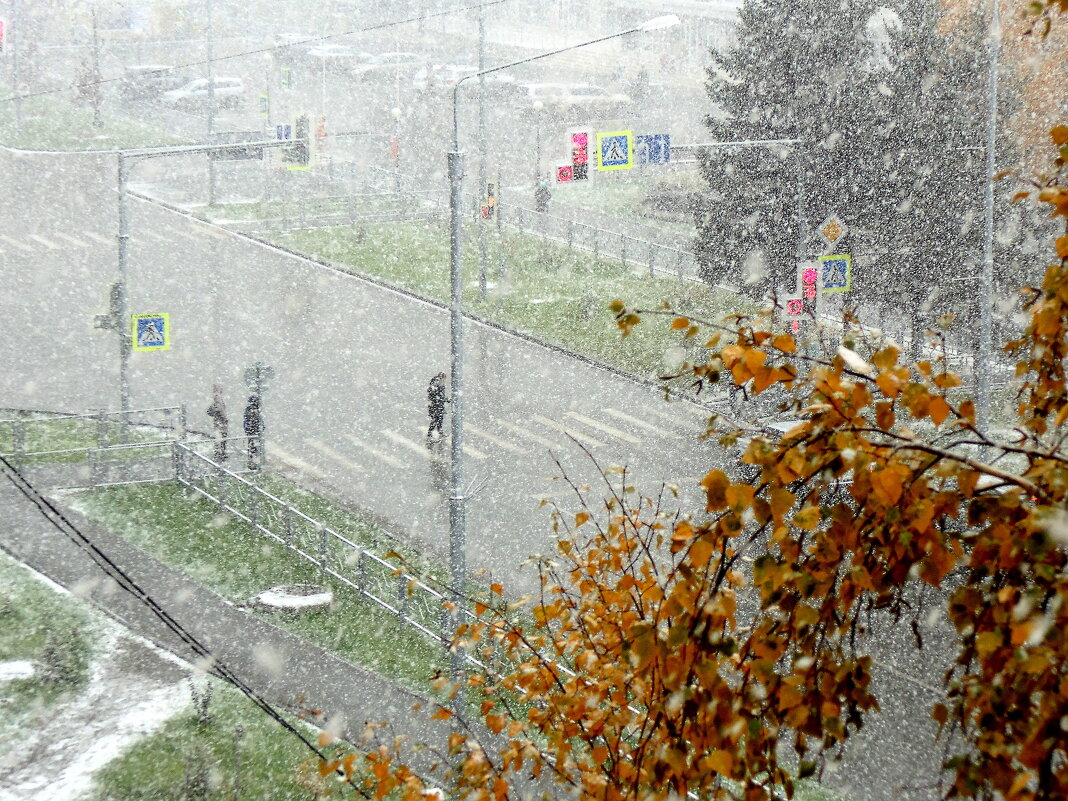 Первый снег . 8 октября. - Мила Бовкун