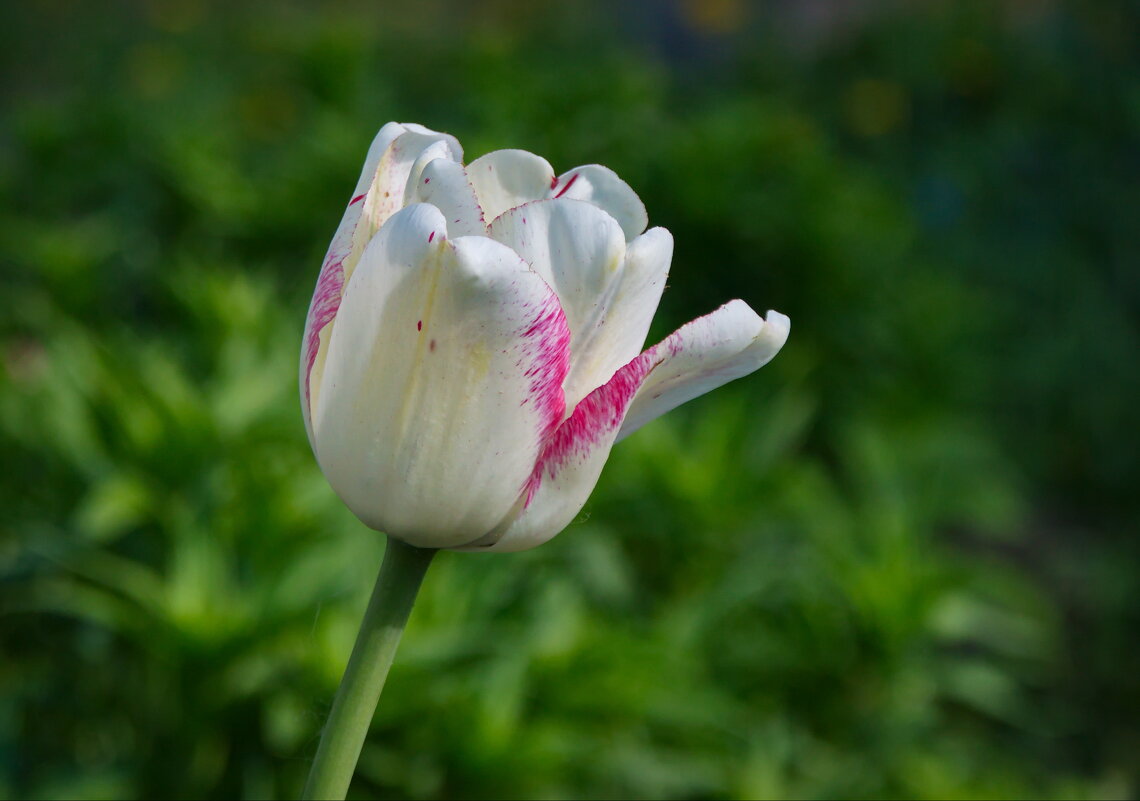 Нежный тюльпан - lady v.ekaterina