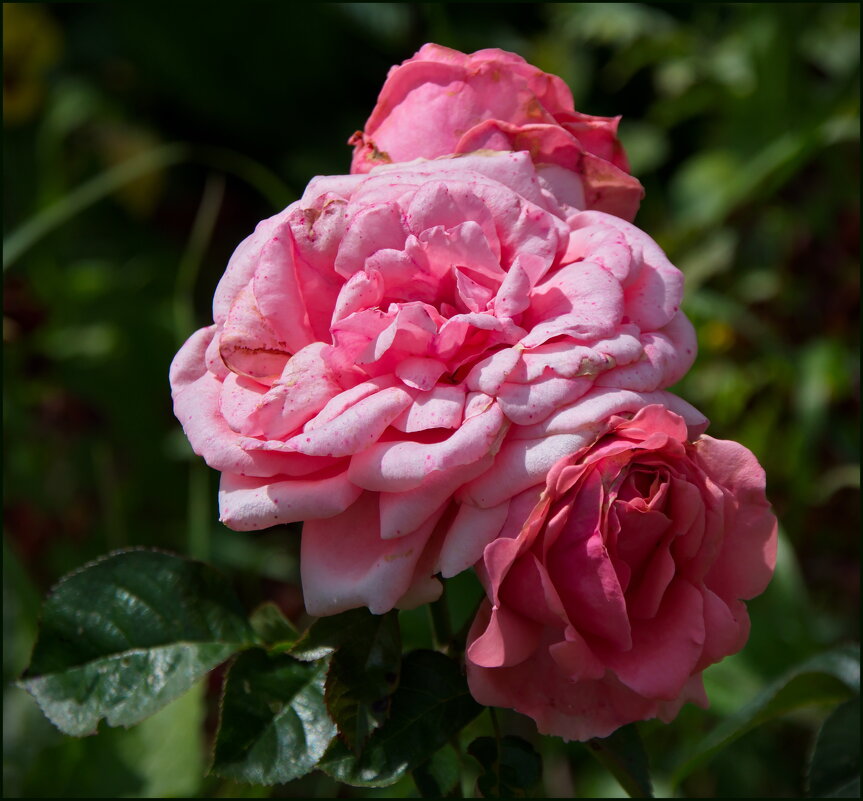 Розы в саду - lady v.ekaterina