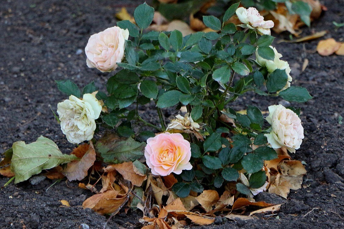 Осенние розы в городском сквере - Надежд@ Шавенкова
