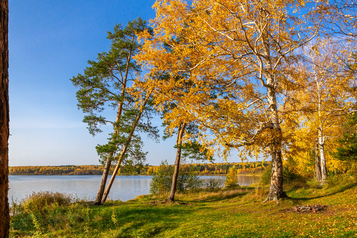 Золотая осень на берегу озера Ижбулат - Михаил Пименов