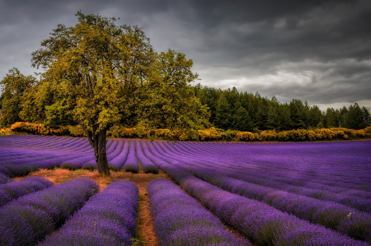 tree in lavender - АБ АБ