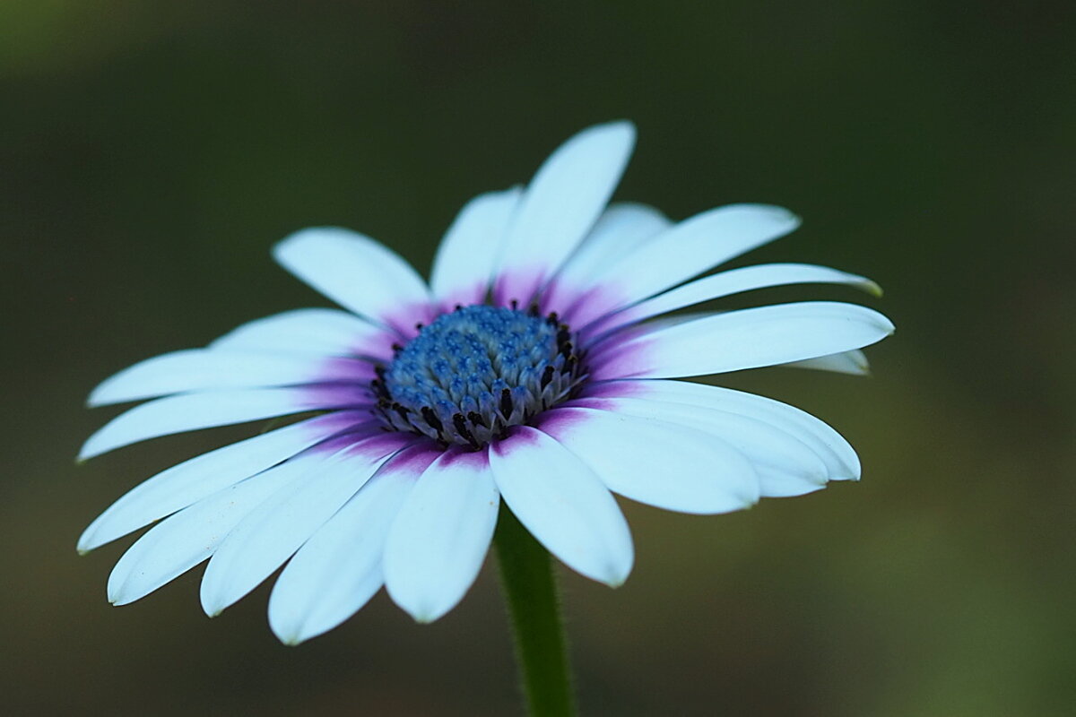 Остеоспермум "Akila white with purple eye" - wea *