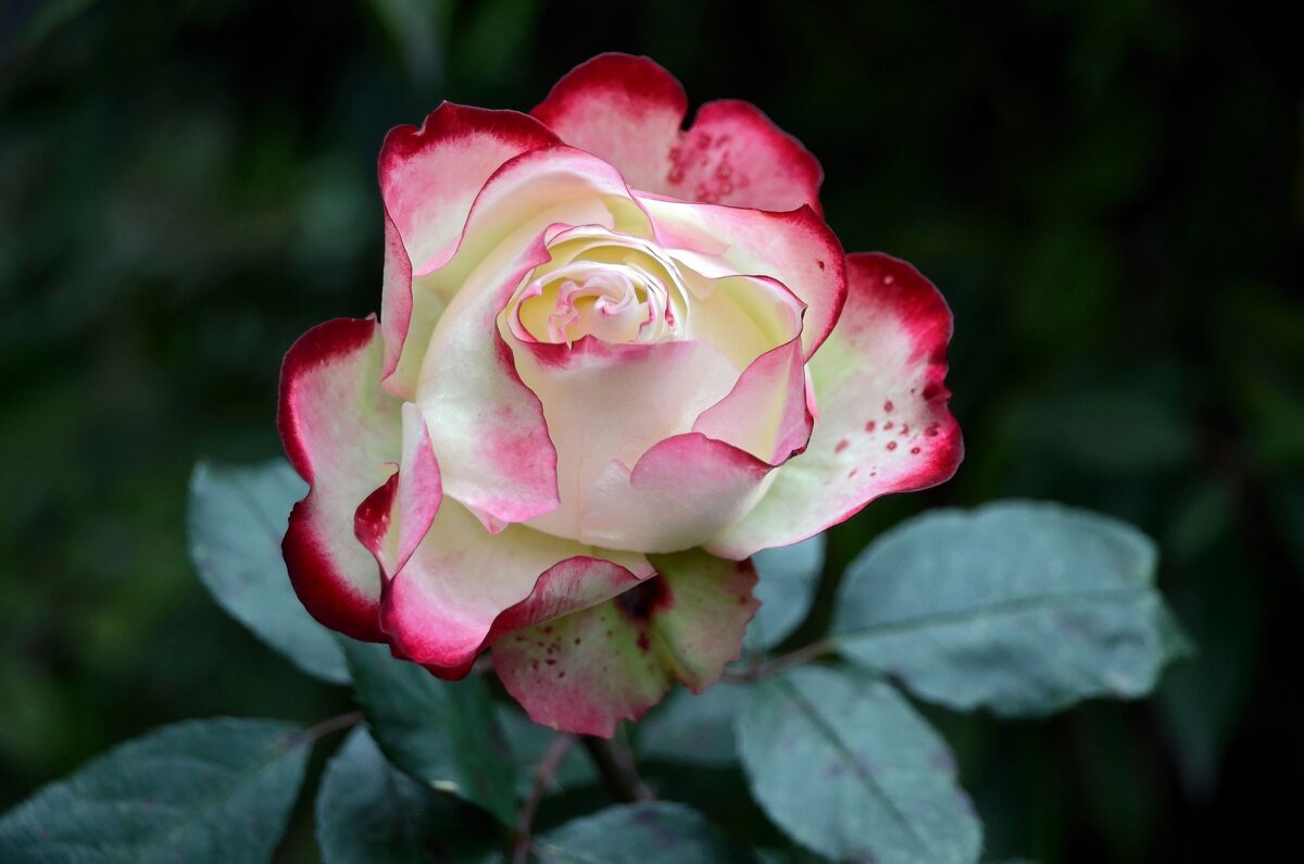 роза "Юбилей Принца Монако" - Лариса Терехова 