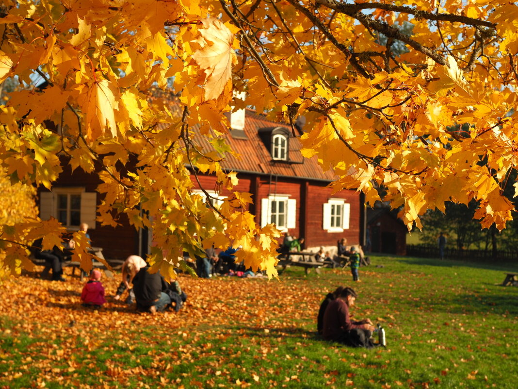 Октябрь в Швеции Национальный парк Tyresta - wea *