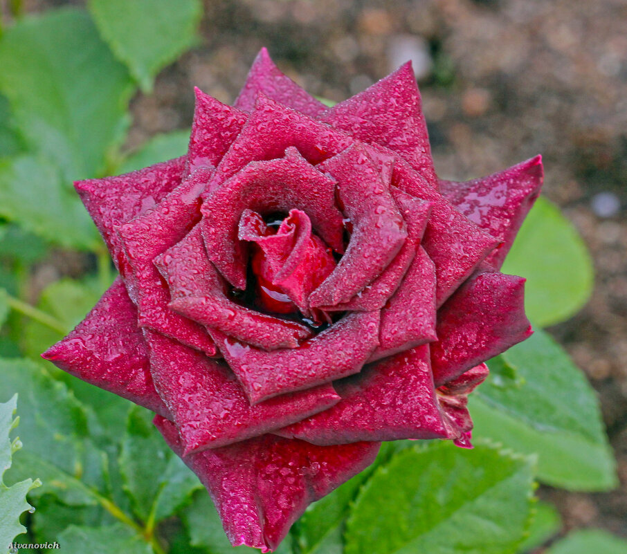 ...красная роза-эмблема любви. - Андрей Иванович (Aivanovich-2009)