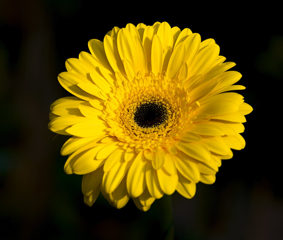 gerbera - Zinovi Seniak