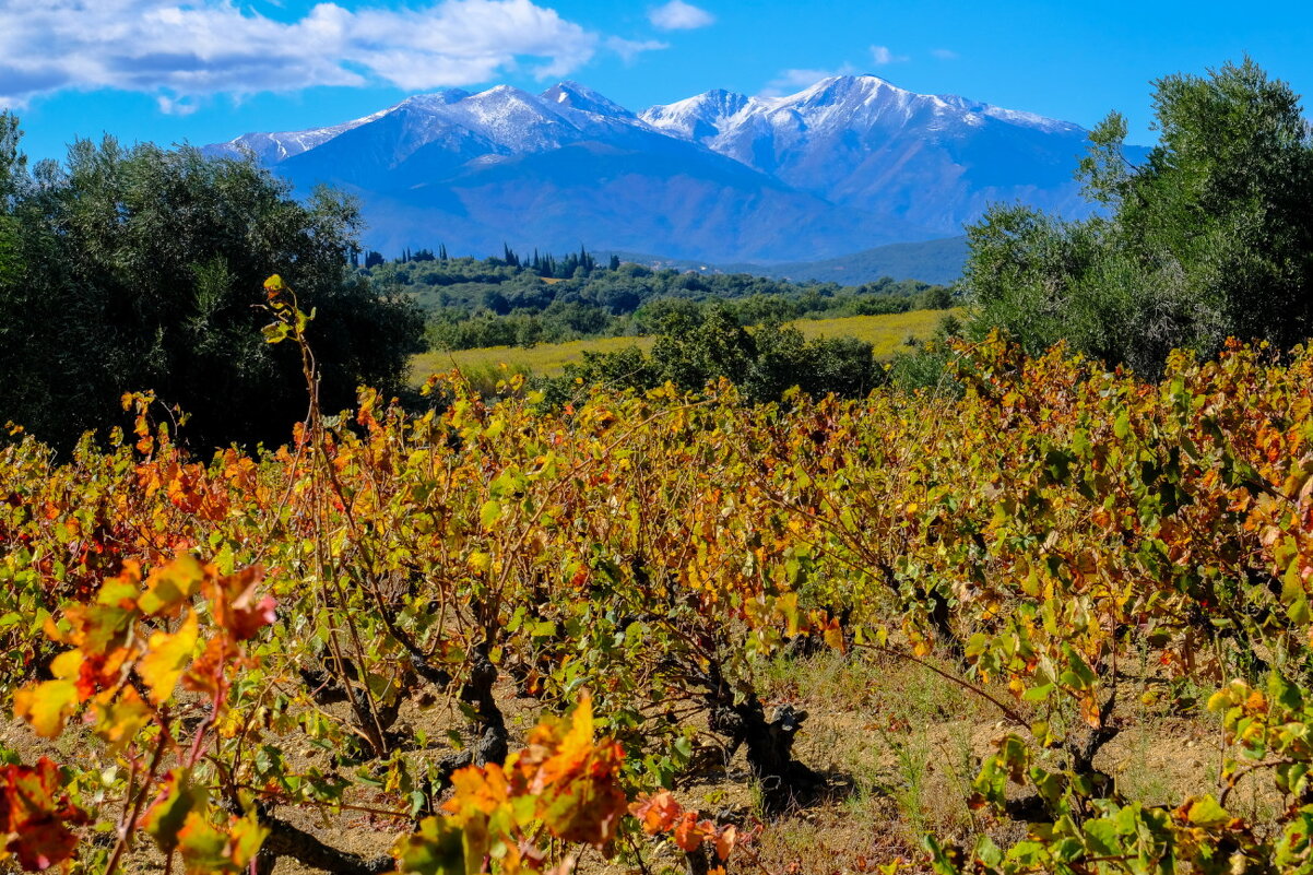 гора Канигу (Canigou), 2764 м, с виноградниками - Георгий А