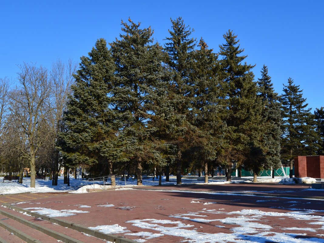 Каменоломни. Голубые ели Центрального парка зимой. - Пётр Чернега