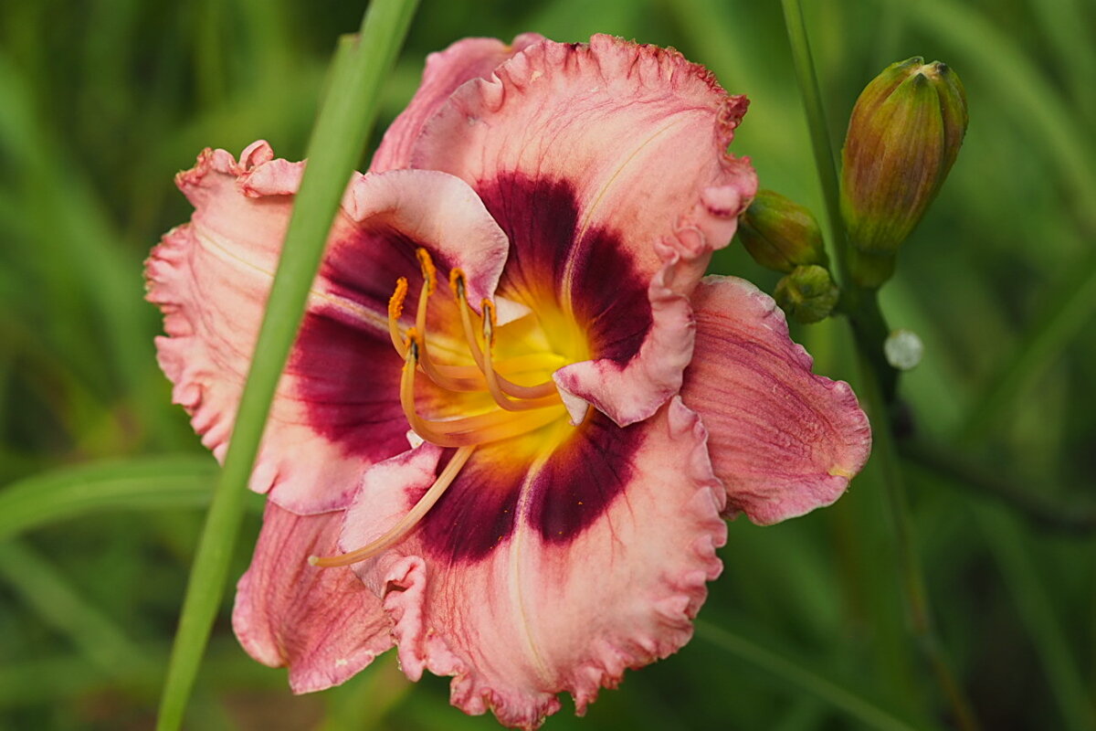 Hemerocallis Лилейник "Daring Deception" - wea *