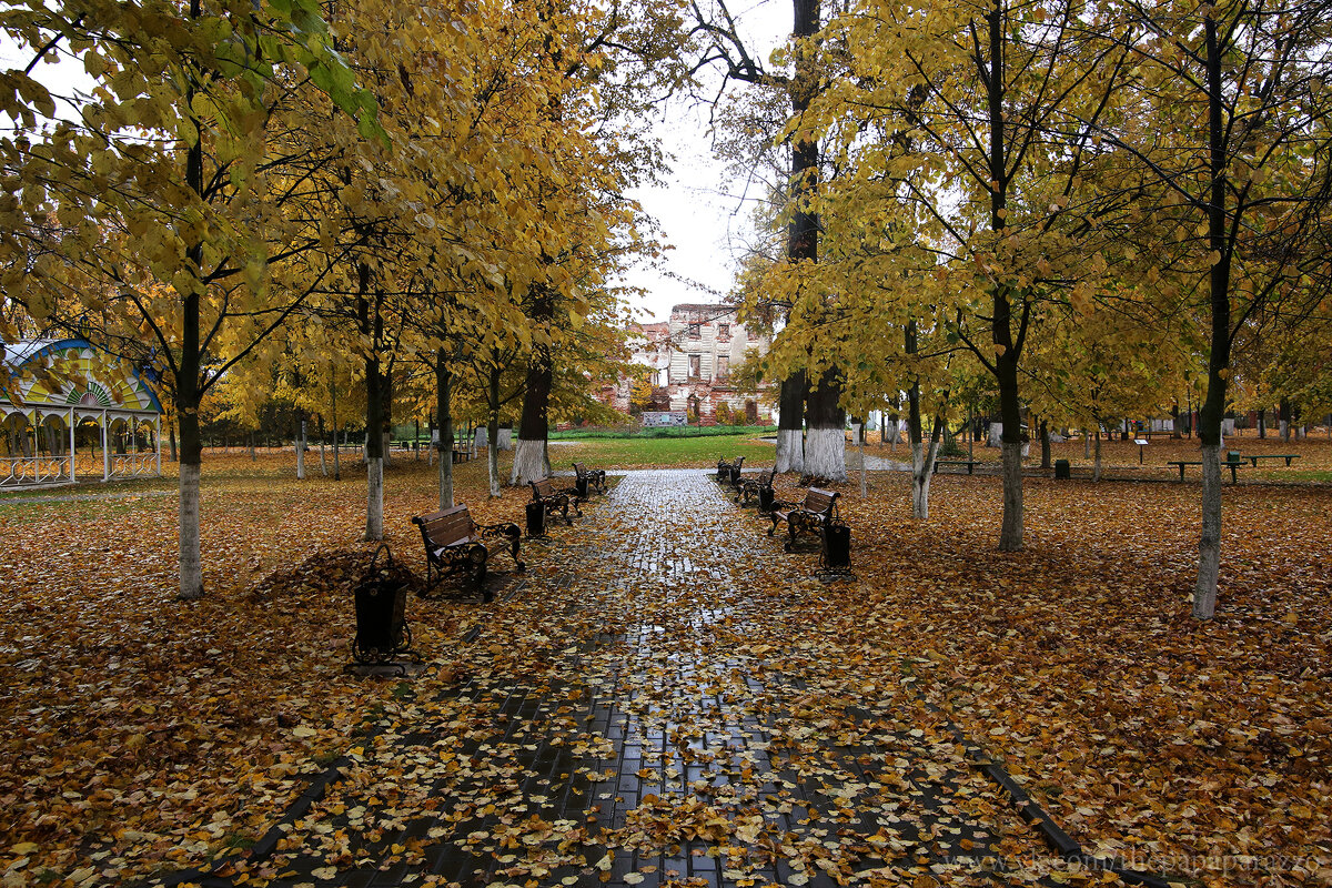 Осенний Белкинский парк дождь