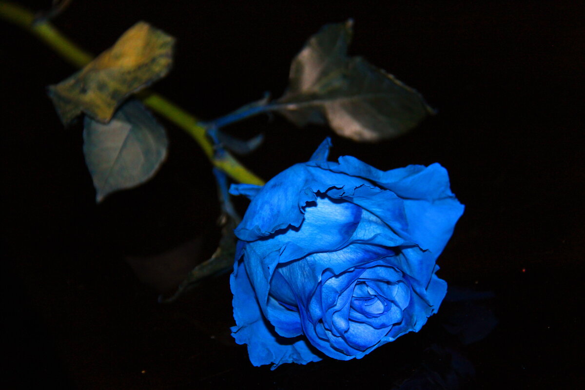 Синяя роза - Штрек Надежда 