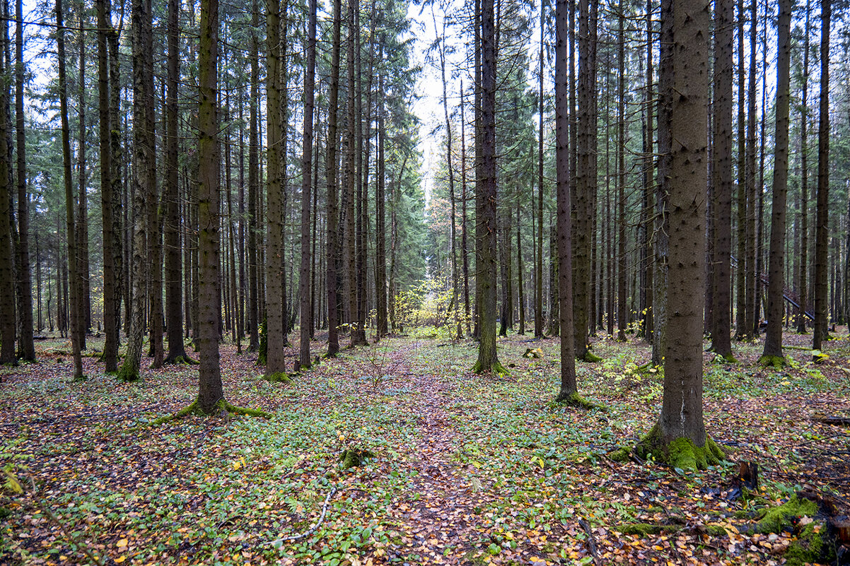 in the forest - Zinovi Seniak