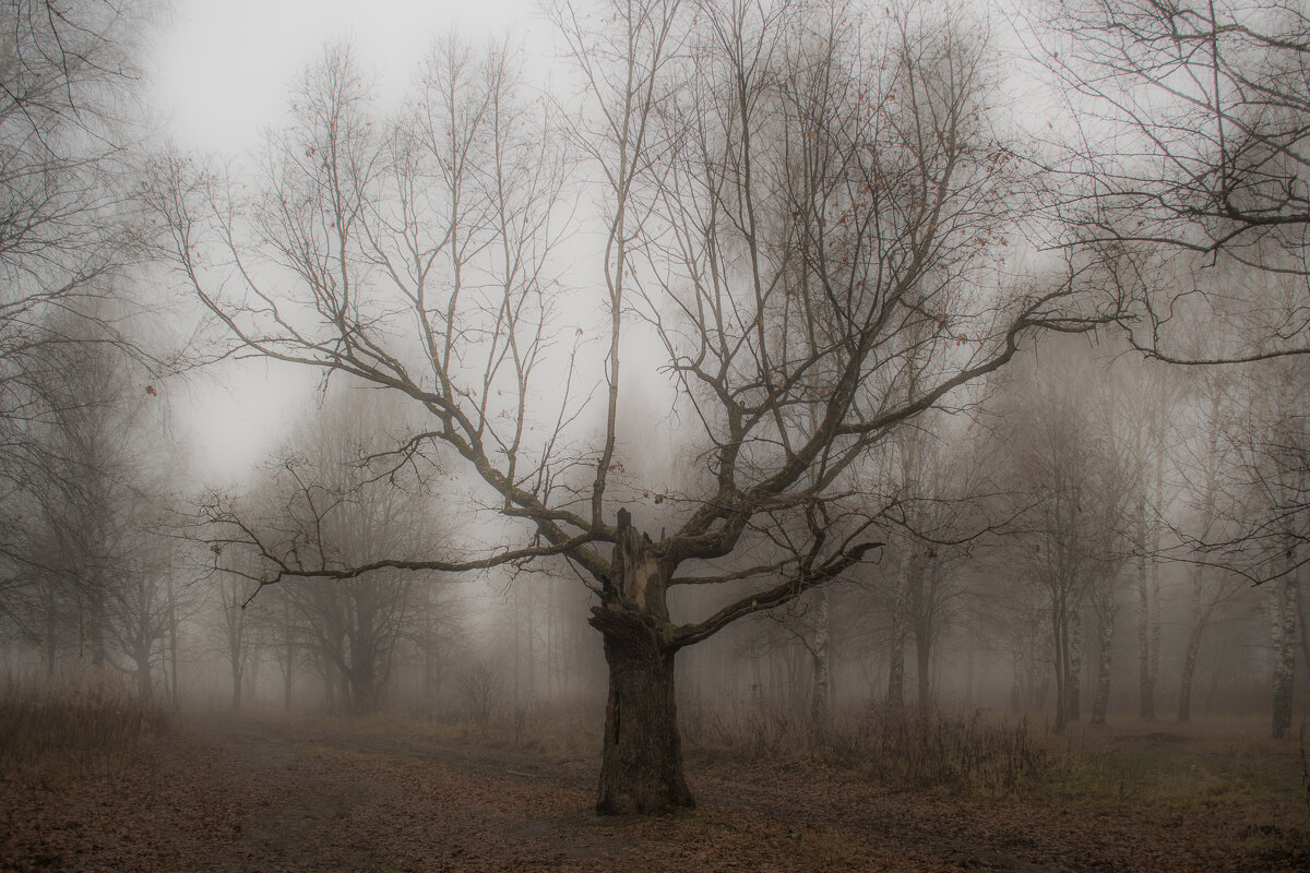 fog in autumn - Артём Полинин