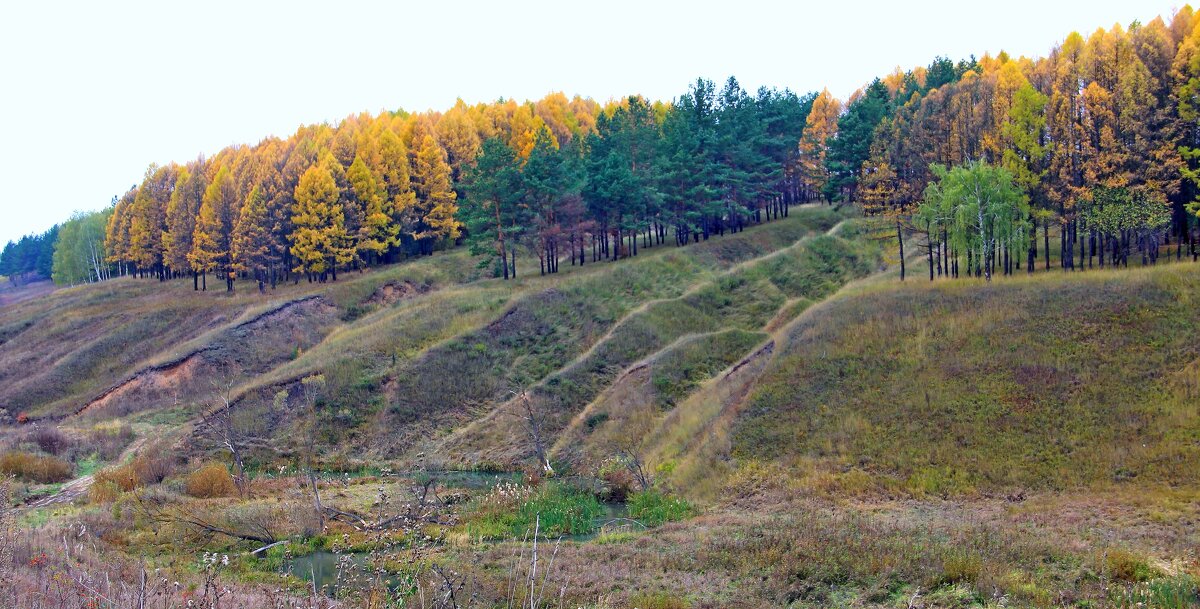 Осень в центральной полосе. - Борис Митрохин