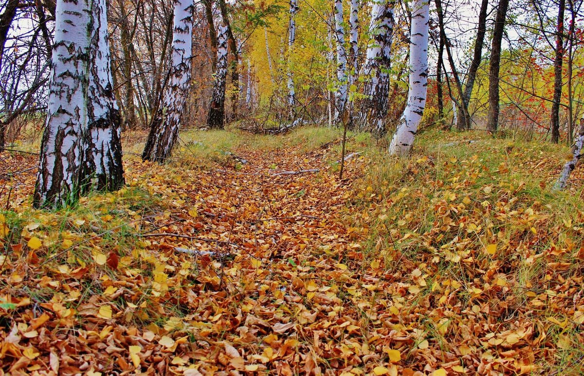 Осень ковёр расстелила из листьев, Чтобы в лесу было ярко и пышно - Восковых Анна Васильевна 