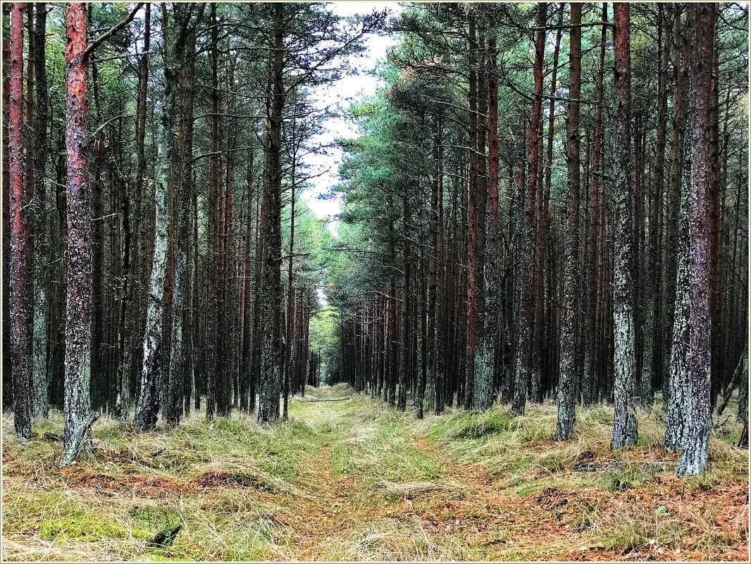 Осенний лес. - Валерия Комова