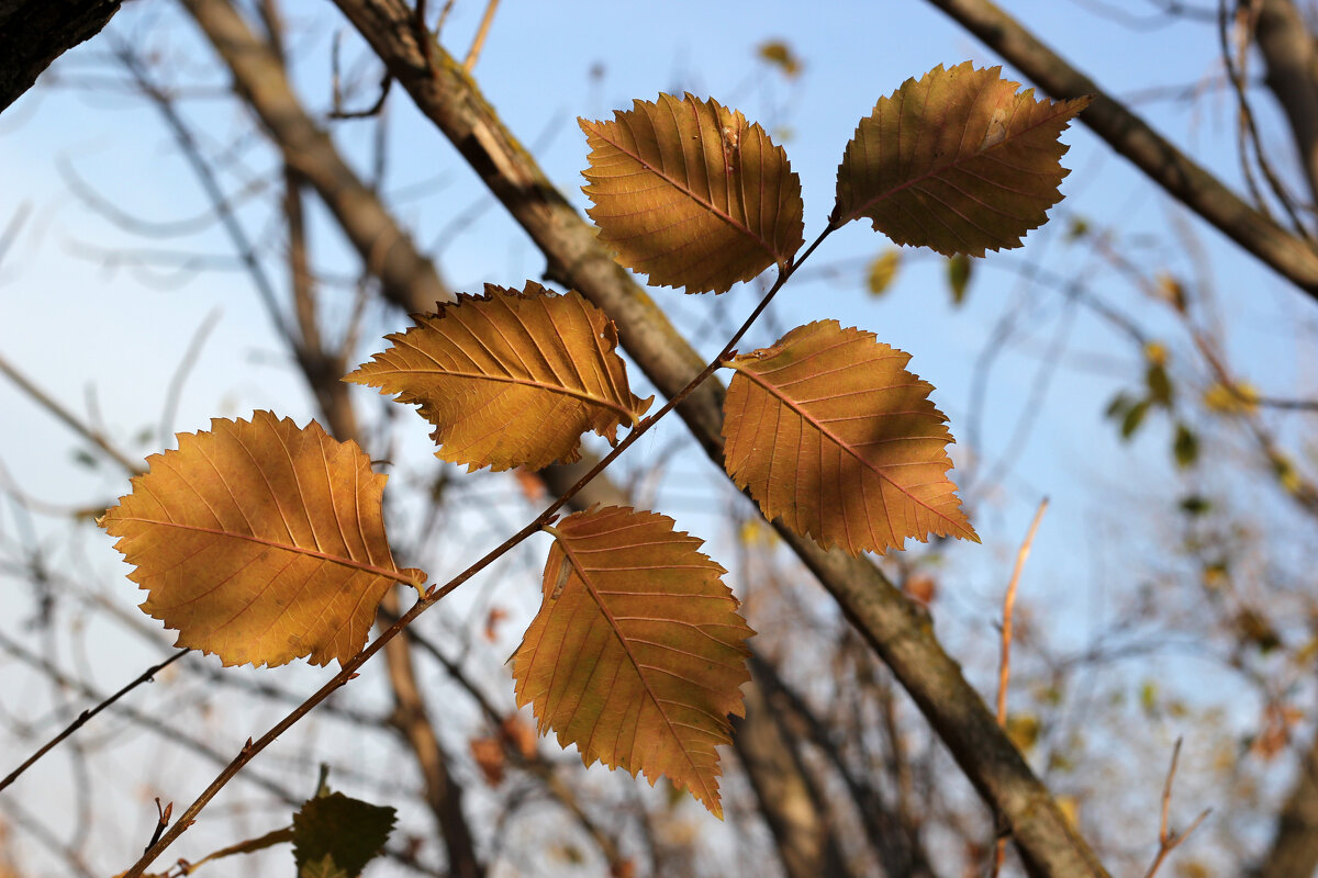 Осенние листья... - Ирина 