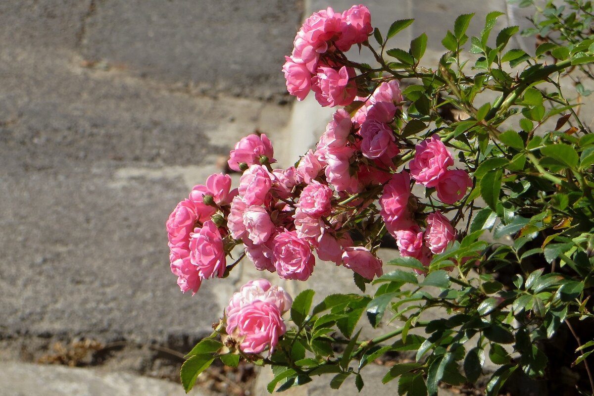 Эта плетистая роза роскошно цвела в конце мая и вот сейчас цветёт снова! - Татьяна Смоляниченко