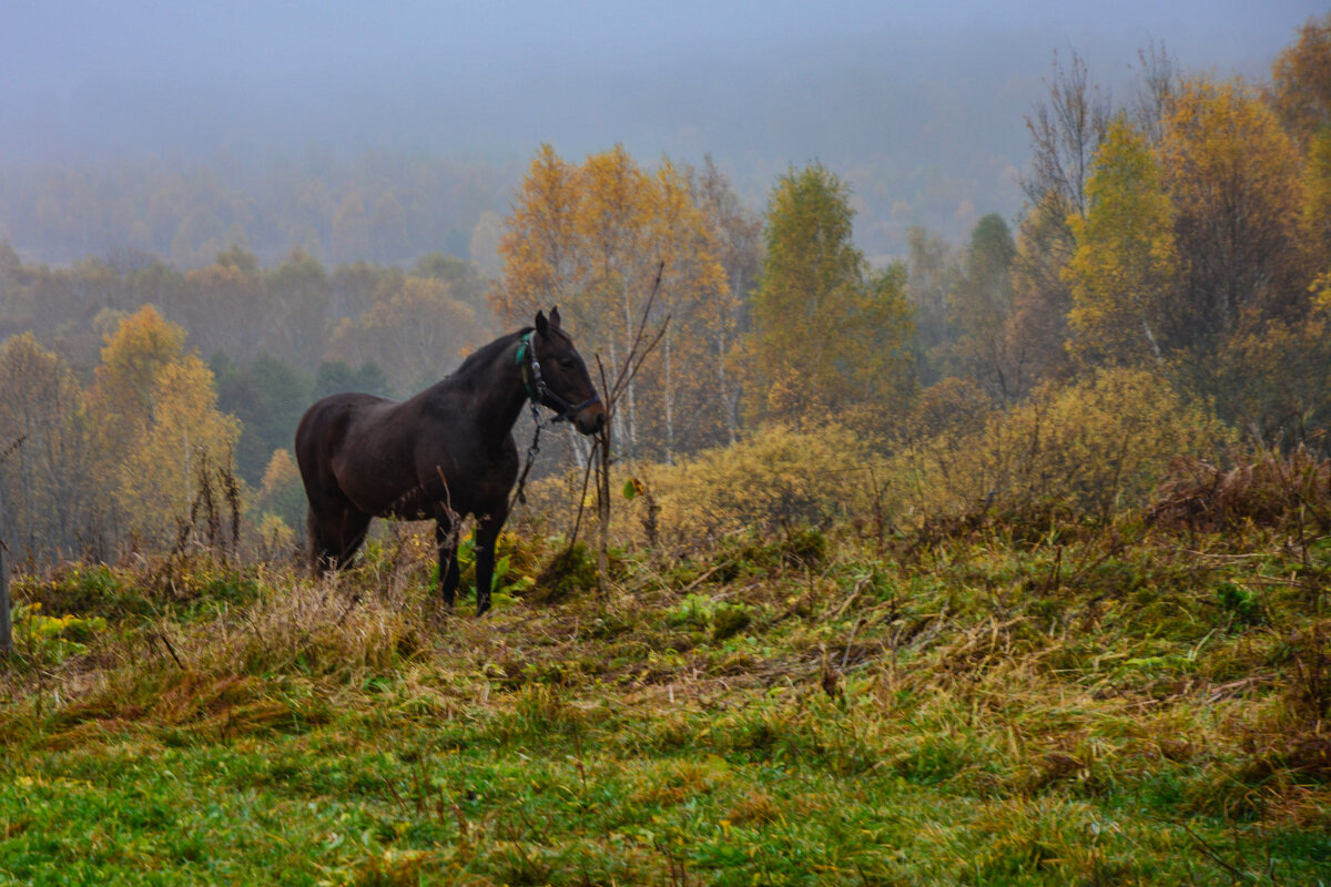 Лошадь в тумане - Ольга Решетникова
