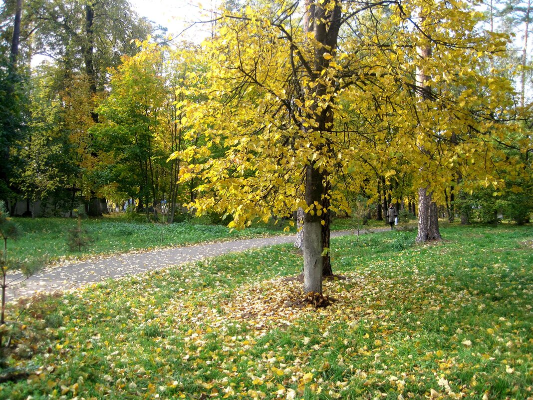 В городском парке осенью - Елена Семигина