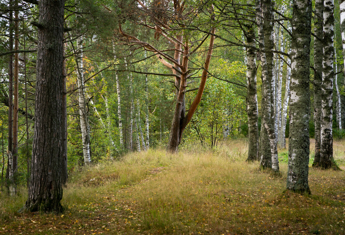 Лесной пейзаж - Алекс Римский