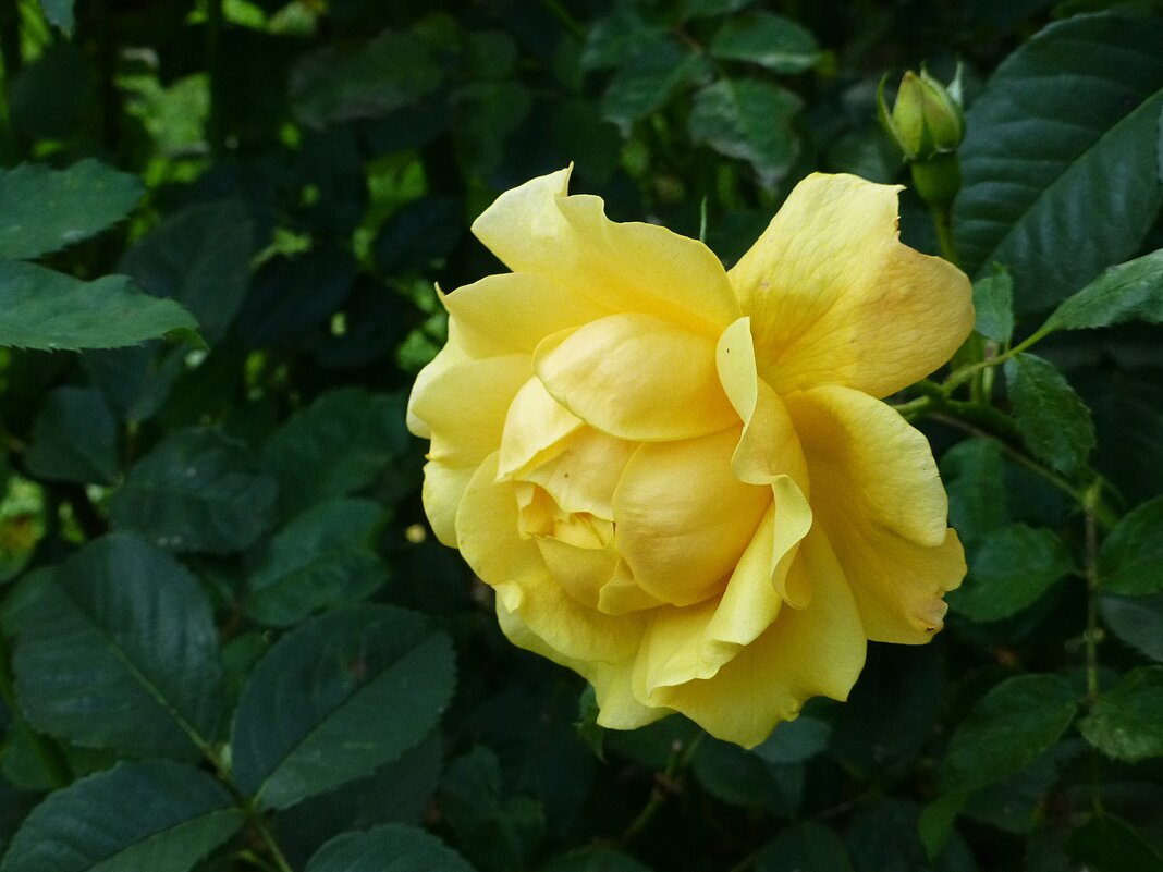 Желтая роза - Лидия Бусурина