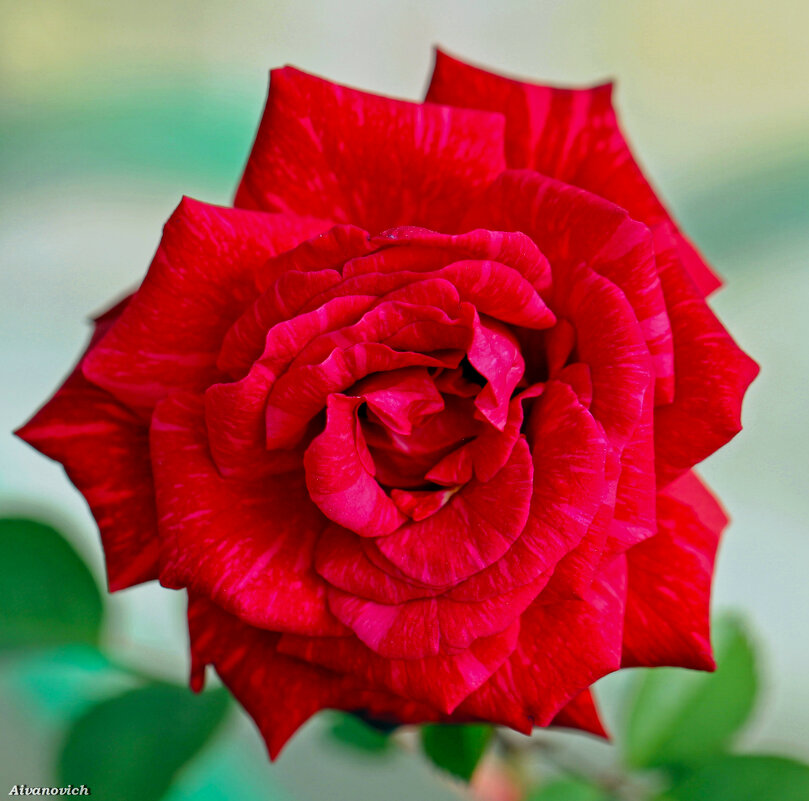 Роза-символ совершенства. - Андрей Иванович (Aivanovich-2009)