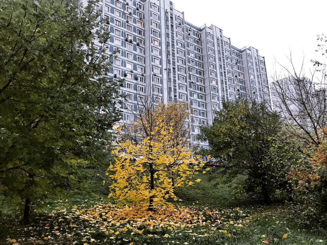 Осень во дворе ... - Лариса Корженевская