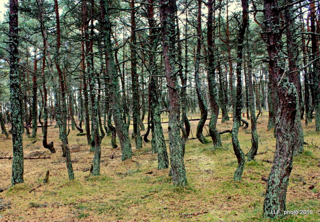 Танцующий лес. - Liudmila LLF