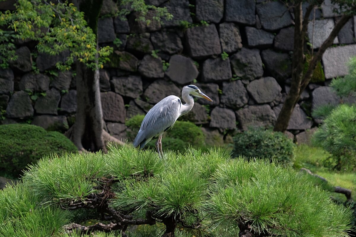 Серая цапля в парке Токио - wea *